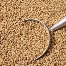 Premium Wheat Grain - Image 2