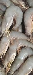 Premium Frozen Vannamei & Black Tiger Shrimp| East Kalimantan Origin - Borneo Indonesia - Image 4