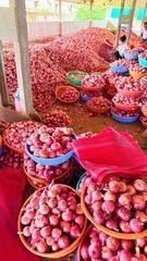 Fresh Onion - Image 1
