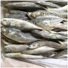 Frozen Horse Mackerel /Pacific/Indian/Atlantic Mackerel fish for competitive rates - Image 5