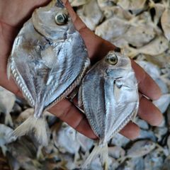 driedfish (dilis and lopoy) – product photo 1, product detail gallery