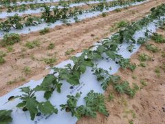 MULCHING FILM - Image 2