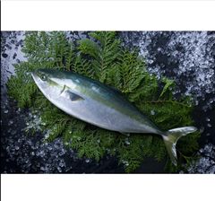 Japanese Frozen Yellow Tail Fillet Seafood Frozen Fish Frozen Fish Mackerel frozen prices pacific - Image 4