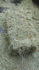 Brazilian Tifton Hay & Pre-Dried Forage – Tifton 85, Tifton 68, Oat & Ryegrass - Image 4
