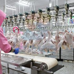 100bph to 13000bph Abattoir Meat Processing Machine Slaughtering Chicken Quail Rabbit Animal Poultry Killing Slaughter Chicken Plucker Machine - Image 6