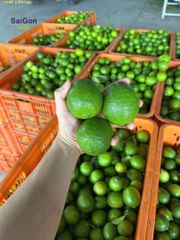 Vietnam Seedless Lime – Fresh Export Quality | Bulk Supplier – product photo 1, product detail gallery