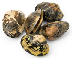 Clams or cockles Vongole – product photo 2, product detail gallery