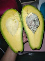 Premium Avocado - Grade A - Origin from Indonesia - High Quality - Carefully Selected and Sorted - Image 5