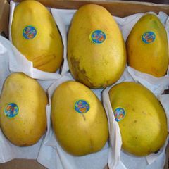 Best price Fresh Mango Fruit Ready To Export Chaunsa / Sindhri Mangoes - Image 2
