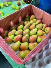 FRESH SOUTH AFRICAN PEARS FOR EXPORT, 100% ORGANIC FRUITS, STRICTLY CLASS 1 EXPORT QUALITY GUARANTEED – product photo 4, product detail gallery