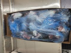 Frozen Salmon heads for export CIP Main port Asia - Image 2