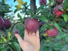 Fresh Apple Red Chief - Image 2
