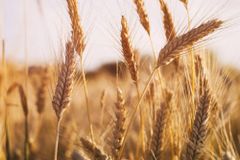 Wheat Milling - Image 1