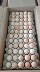 Fertile turkey eggs You can buy fertile turkey hatching eggs from specialty hatcheries and online farms - Image 5