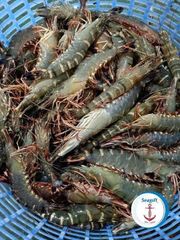 Premium Indian Frozen Black Tiger Shrimp – Export-Quality Penaeus Monodon, IQF Frozen Seafood for Wholesale and Internat - Image 4