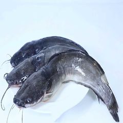 Pangasius Frozen Pangasius Fillet Steak from Vietnam wholesale/Frozen Swai Fish best price - Image 1
