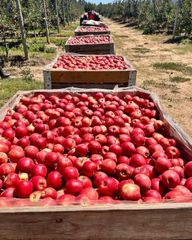 FRESH ROYAL BEAUT APPLES FOR SALE!! CLASS 1 EXPORT QUALITY ROYAL BEAUT APPLES FOR EXPORT – product photo 3, product detail gallery