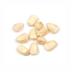 High demand white corn bulk order natural maize fast shipment - Image 3