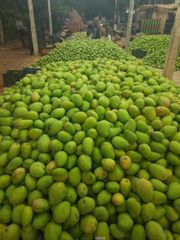 Hot Selling Best Quality Fresh Natural Healthy Mango Fruit Sweet Flavor Available At Wholesale in Reasonable Price - Image 5