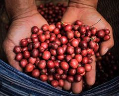 JAva Robusta Coffee – product photo 3, product detail gallery