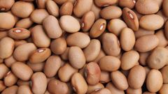 brown bean - Image 1