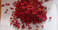 Cocoa Beans