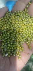 Green mung bean Ethiopian origin showarobit type new crop - Image 1