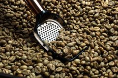 Green Coffee Beans - Image 2