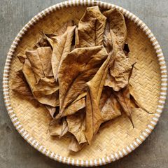 Cattapa Leaves/ Indian Almond - Image 2