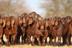 Cheap Top Selling Dorper sheep in bulk / Merino sheep at wholesale price.Boer Goats available for sale in good quantity - Image 5