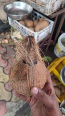 Semi husked and husked coconuts - Image 1