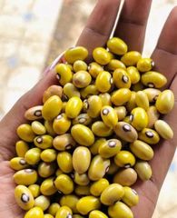 Yellow beans - Image 2