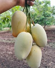 Alphanso Mango – product photo 1, product detail gallery