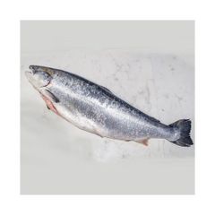 frozen salmon belly for sale / V-shape Gutted Salmon Fish Head, Frozen Salmon Fish ,Frozen King Salmon Fish. - Image 4