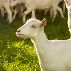 Reliable Live Saanen Goats Pure Dairy Breed With High Productivity Healthy Condition Competitive Wholesale Price - Image 3