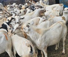 Frozen Goat Meat Full Carcass - Image 2