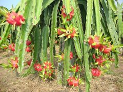 Fresh Dragon Fruit, Fresh Fruit (Thanh Long Vietnam) The Best Fresh Quality- WHATSAP 0084 989 322 607 – product photo 4, product detail gallery