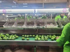 High Quality Fresh Avocado, Farm-to-Table traceable – product photo 4, product detail gallery