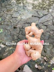 Indonesian Fresh Elephant Ginger / Cleaned High Quality Natural Spices for Wholesale Export - Image 1