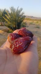 Medjool dates high quality – product photo 5, product detail gallery