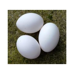 Fresh Organic White Chicken Eggs Competitive Price Wholesale From Brazil Farm Fresh Chicken Table Eggs - Image 2