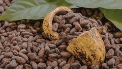 Cocoa Beans – product photo 1, product detail gallery