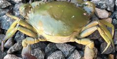 Fresh Crab Supplier & Exporter India | Live & Fresh Seafood | Bulk Wholesale Crab Supply - Image 3