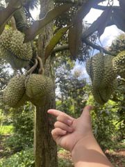 Monthong durian - fresh durian from Vietnam Mr.Ryan +84938244404 - Image 5