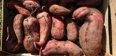 Fresh Potatoes - Image 2