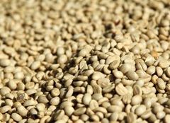 coffee bean ( arabica &robusta – product photo 2, product detail gallery