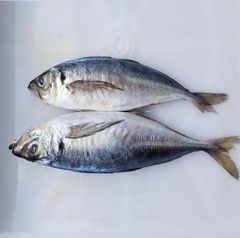 Frozen Mackerel Fish - Image 2