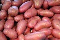 Laura Potato Shape Long Oval Eye Depth Shallow Skin Color Deep Red Tuber Shape Long Oval Freshness Level Fresh Flesh Color Deep Yellow - Image 1
