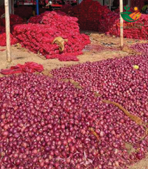 Fresh Red Onions/Shallots - Image 3