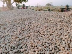 groundnuts seeds - Image 1
